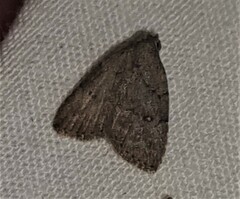 Tolpiodes oligolasia