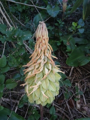 Veltheimia bracteata