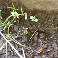Bryum barnesii