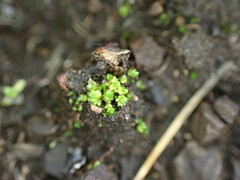 Bryum barnesii