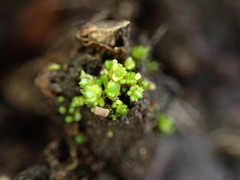 Bryum barnesii