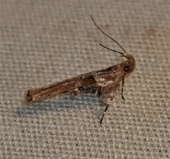 Pyroderces mesoptila