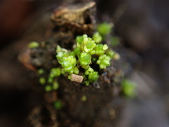 Bryum barnesii