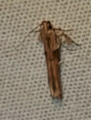 Pyroderces mesoptila