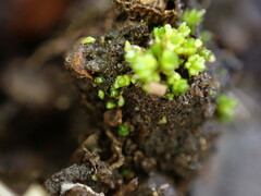 Bryum barnesii