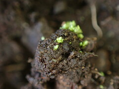 Bryum barnesii