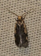 Hoplostega ochroma