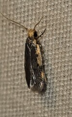 Hoplostega ochroma