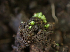 Bryum barnesii