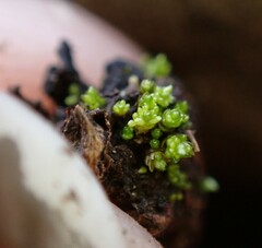 Bryum barnesii
