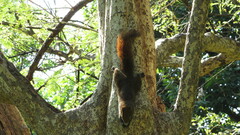 Callosciurus erythraeus