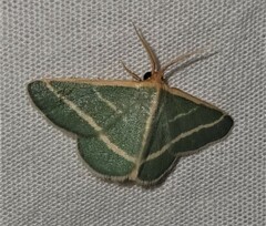 Mixocera latilineata