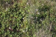 Primula clevelandii