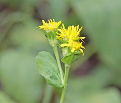 Oreochrysum parryi