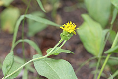 Oreochrysum parryi