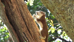 Callosciurus finlaysonii