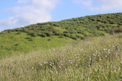 Primula clevelandii