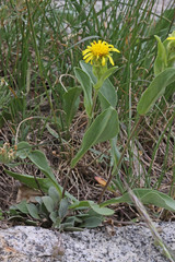 Oreochrysum parryi