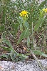 Oreochrysum parryi