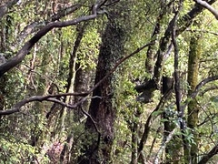 Acanthisitta chloris