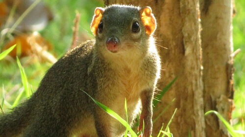 Northern Treeshrew (Tupaia belangeri)