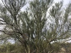 Parkinsonia microphylla