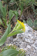 Oreochrysum parryi