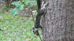 Callosciurus finlaysonii