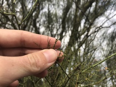 Parkinsonia microphylla