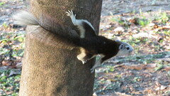 Callosciurus finlaysonii