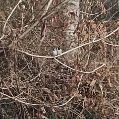 Pycnonotus leucogenys