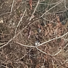 Pycnonotus leucogenys