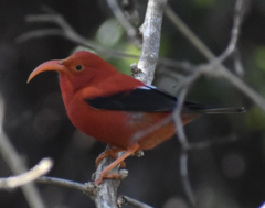 Drepanis coccinea