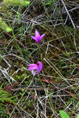Arethusa bulbosa