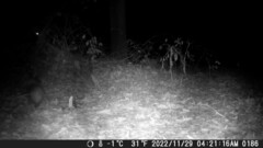 Didelphis virginiana