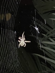 Eriophora ravilla