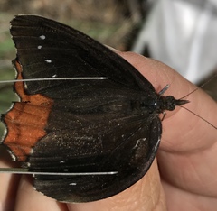 Gyrocheilus patrobas