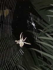 Eriophora ravilla