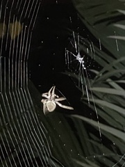 Eriophora ravilla