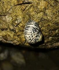 Nerita tessellata