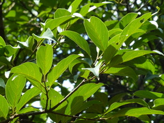 Prunus ceylanica