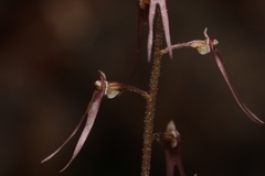 Neottia bifolia