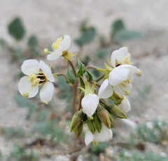 Chylismia claviformis