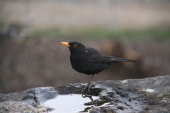 Turdus merula