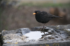 Turdus merula