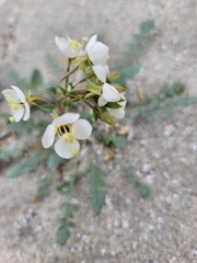 Chylismia claviformis