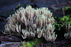 Ramaria apiculata