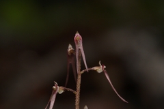 Neottia bifolia