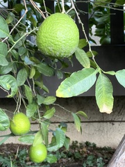 Citrus × pyriformis