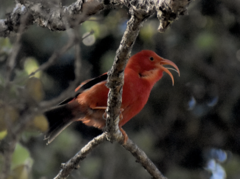 Drepanis coccinea